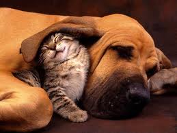 Dog and Cat